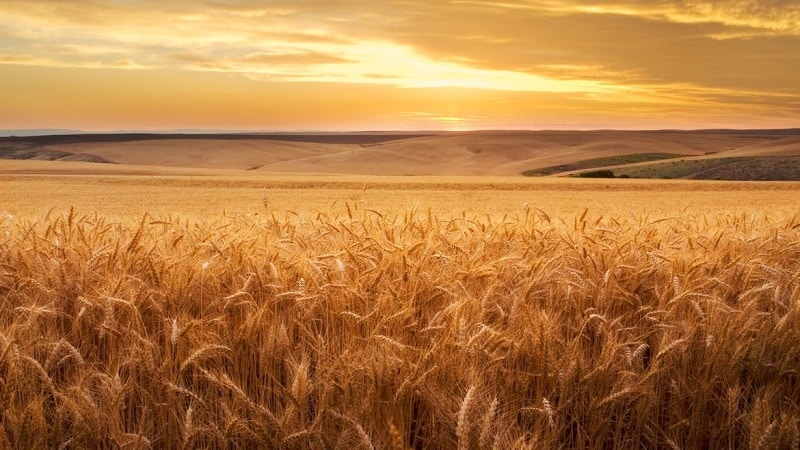 Tecnologia di coltivazione del grano dalla preparazione alla semina alla raccolta