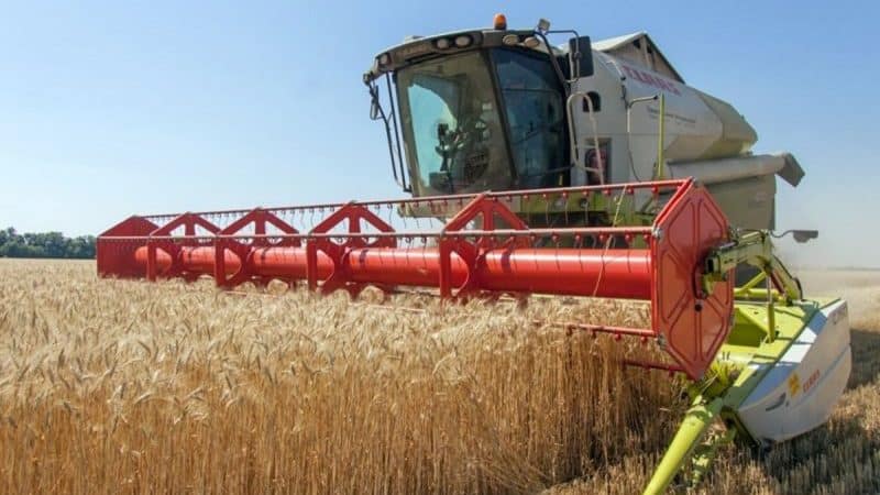 Cómo y cuándo se cosecha el trigo: momento, métodos y almacenamiento posterior