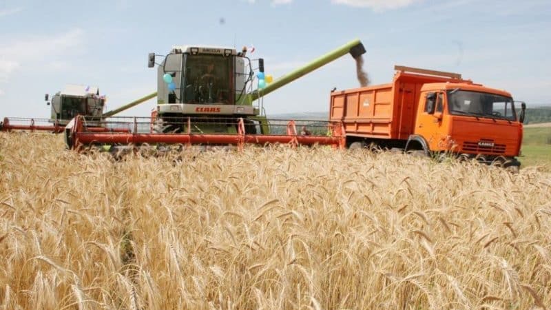 A búza betakarításának módja és ideje: időzítés, módszerek és további tárolás