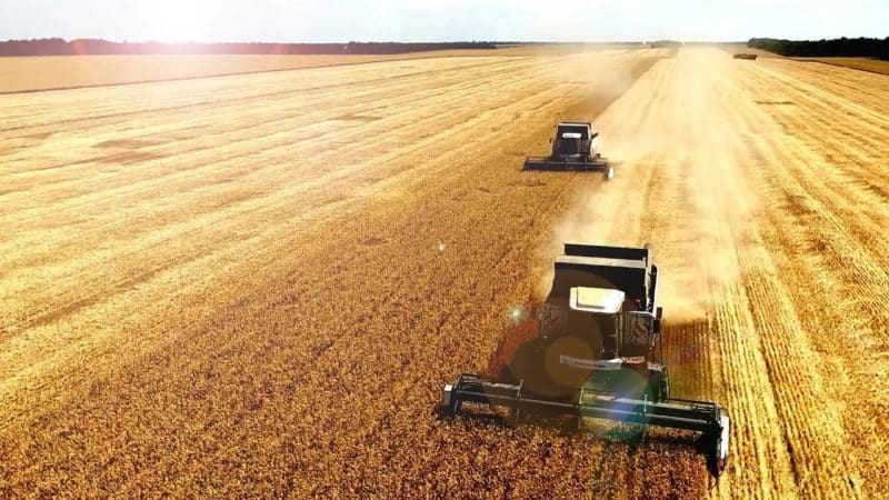 Come e quando si raccoglie il grano: tempi, modalità e ulteriore conservazione