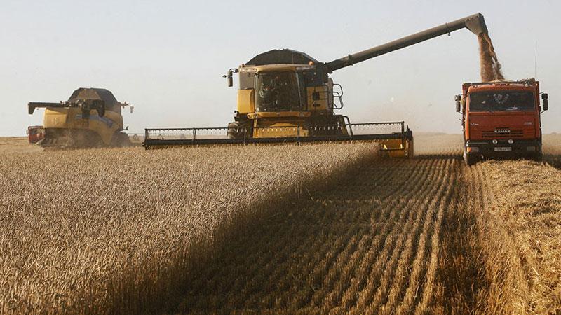 Come e quando si raccoglie il grano: tempi, modalità e ulteriore conservazione