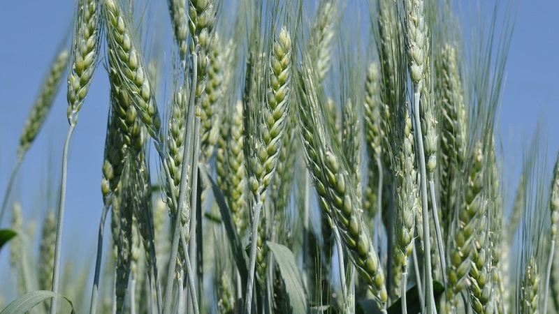 Quali sono le caratteristiche della farina di grano duro, come sceglierla e utilizzarla