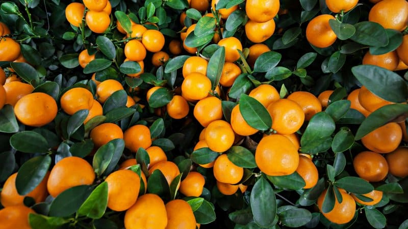 Quelle est la différence entre les clémentines et les mandarines et laquelle est la plus saine ?