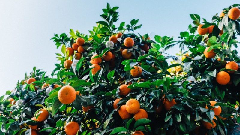 Raons per les quals cauen les fulles de mandarina i mètodes per salvar la planta