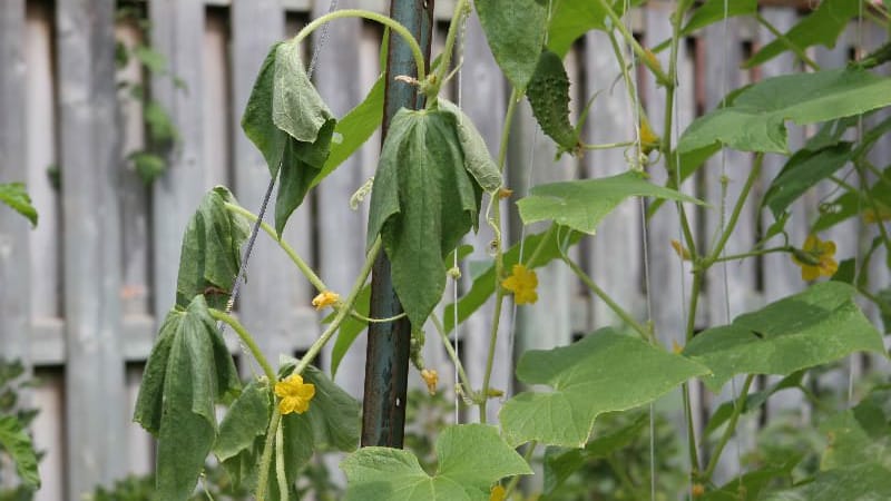 Qué hacer y qué hacer si las hojas de pepino se marchitan en un invernadero: recetas de procesamiento