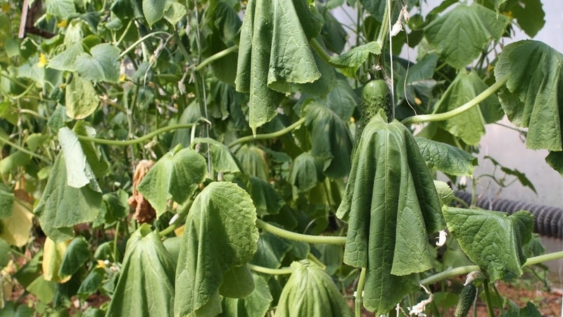 Qué hacer y qué hacer si las hojas de pepino se marchitan en un invernadero: recetas de procesamiento