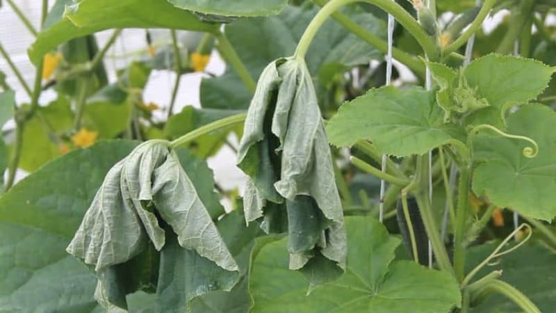 Qué hacer y qué hacer si las hojas de pepino se marchitan en un invernadero: recetas de procesamiento