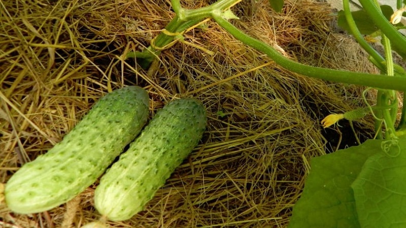 Vi väljer självpollinerande sorter av gurkor till växthuset som är sjukdomsresistenta