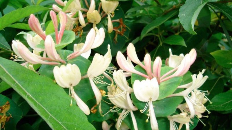 Menanam honeysuckle honeysuckle: penanaman, penjagaan, pembiakan