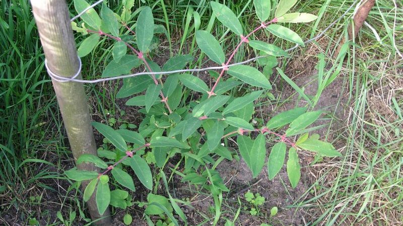 Menanam honeysuckle honeysuckle: penanaman, penjagaan, pembiakan