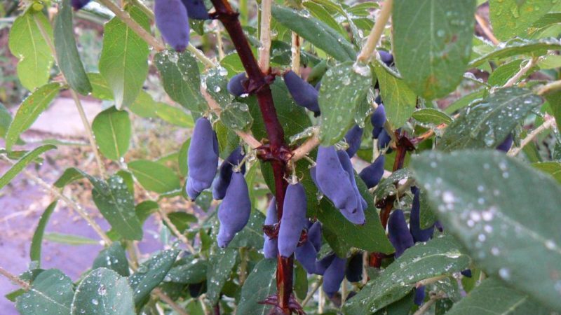 Frost-resistant early ripening honeysuckle variety Lakomka