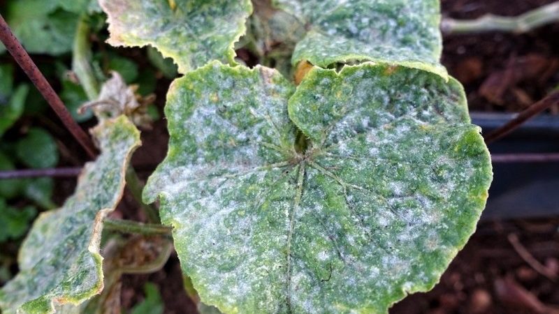 Iodio e verde brillante in soccorso: i segreti della lavorazione dei cetrioli per un raccolto migliore