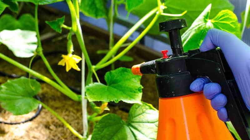 Iodio e verde brillante in soccorso: i segreti della lavorazione dei cetrioli per un raccolto migliore