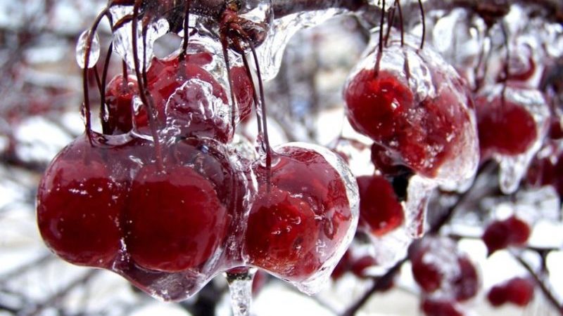 Repasuhin ang pinakamahusay na winter-hardy cherry varieties at pamantayan para sa kanilang pagpili