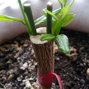 Guía paso a paso: cómo plantar una naranja a partir de una semilla en casa