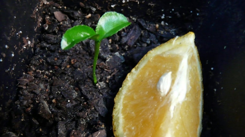 Step-by-step guide: how to plant an orange from a seed at home