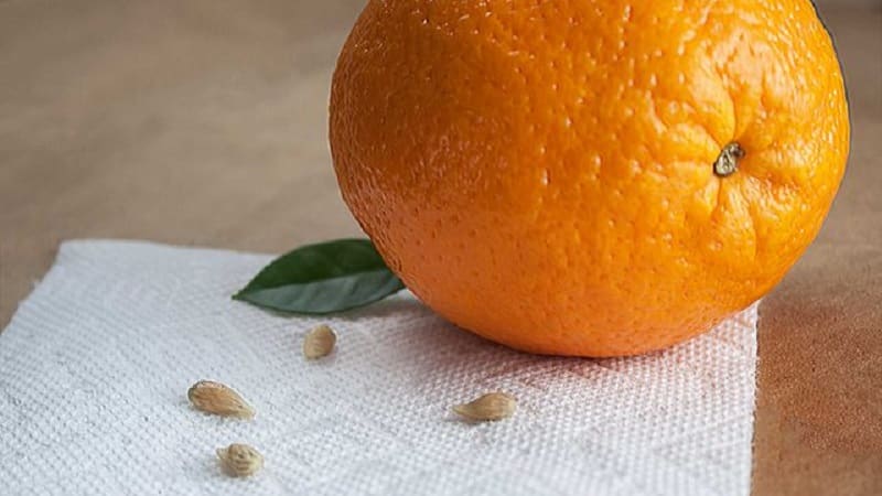 Step-by-step guide: how to plant an orange from a seed at home