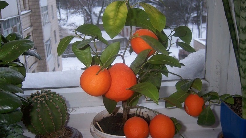 Guia passo a passo: como plantar uma laranja a partir de uma semente em casa