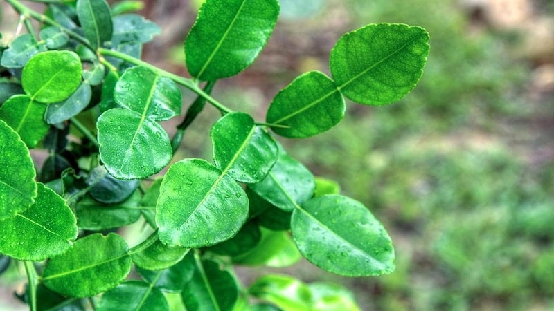 Welche Vorteile haben Kaffernlimettenblätter und wie können sie beim Kochen und in der Aromatherapie verwendet werden?