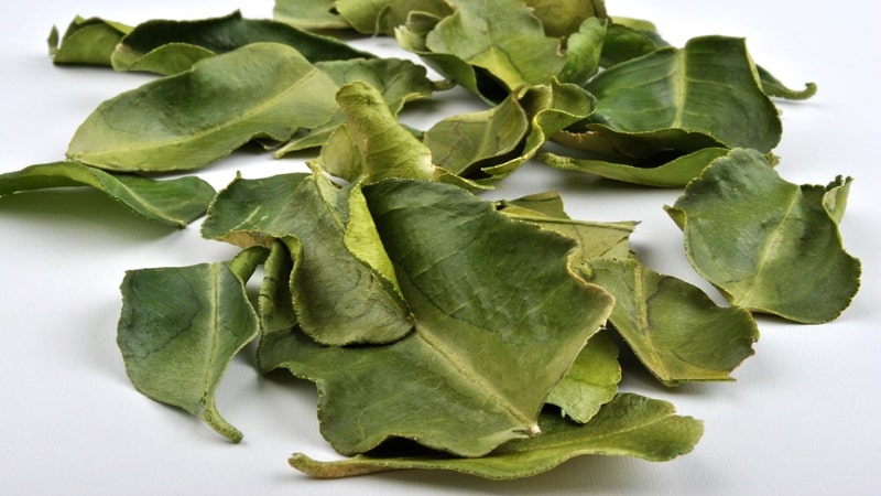 What are the benefits of kaffir lime leaves and how to use them in cooking and aromatherapy