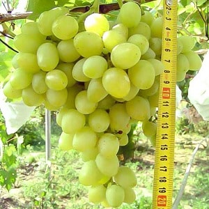 Review of Arcadia table grape variety