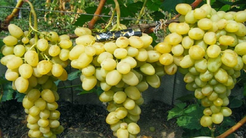 Review of Arcadia table grape variety