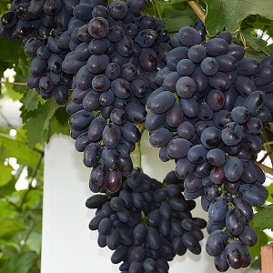 Early Moldovan grape variety Codrianca with large, tasty berries