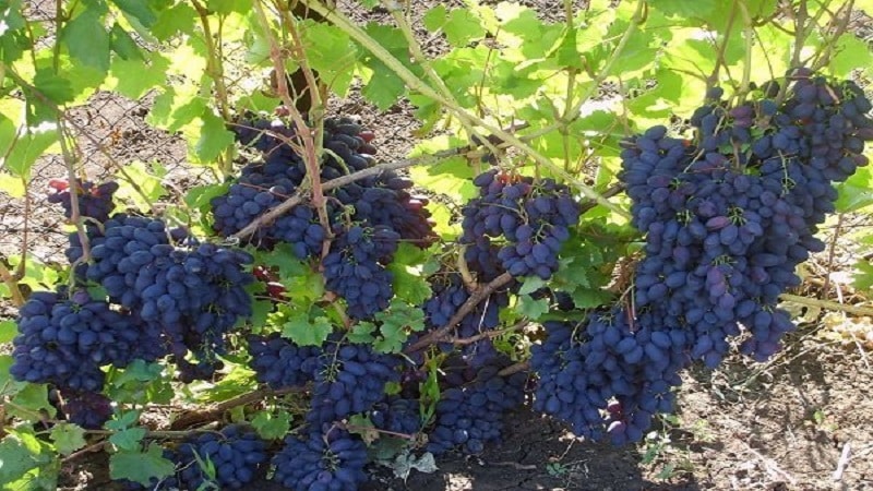 Early Moldovan grape variety Codrianca with large, tasty berries