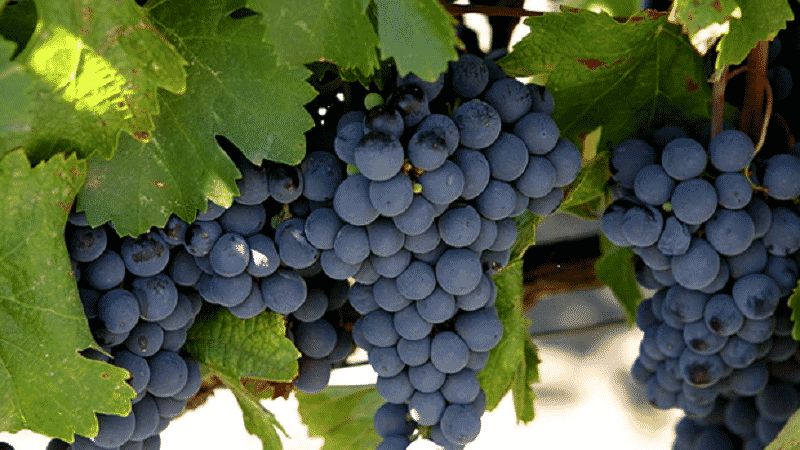 A famosa variedade de uva para vinho Malbec