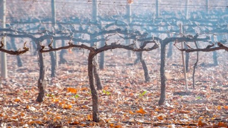 Poznata vinska sorta grožđa Malbec