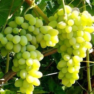 Laura grape variety, one of the top most productive and delicious