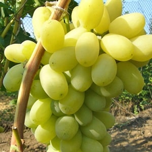 Laura grape variety, one of the top most productive and delicious