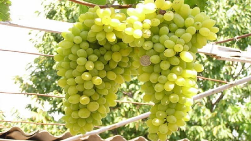 Variedad de uva Laura, una de las top más productivas y deliciosas