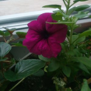 Una guía para cortar petunias en verano para jardineros novatos.