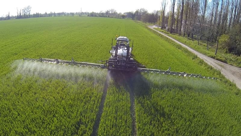 Ano ang mabuti tungkol sa nitrogen fertilization ng winter wheat at paano ito inilalapat?