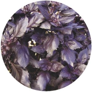 Revisão da variedade vegetal de manjericão roxo Ararat