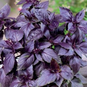 Revisión de la variedad vegetal de albahaca morada Ararat.