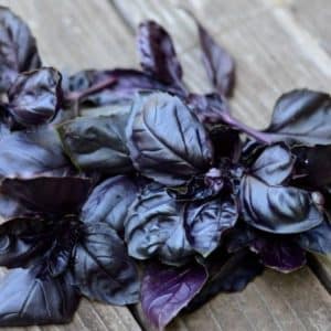 Repasuhin ang iba't ibang uri ng gulay na purple basil na Ararat