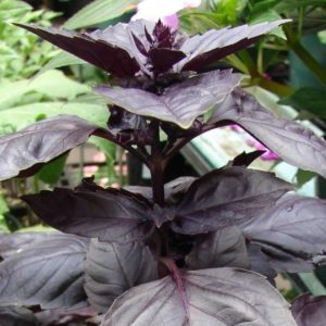 Revisão da variedade vegetal de manjericão roxo Ararat