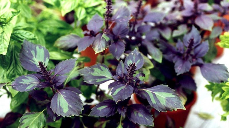 Rezension der violetten Basilikum-Gemüsesorte Ararat