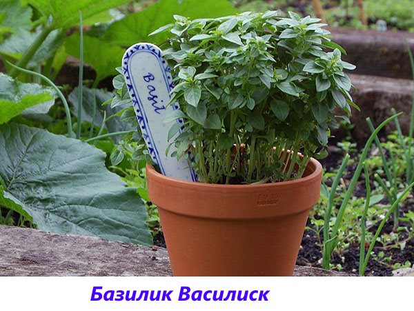 Aromatická odroda bazalky Basilisk do marinád a čerstvých šalátov