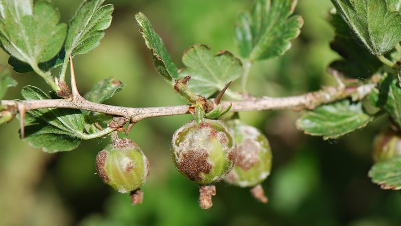 Penyakit gooseberry dan rawatannya