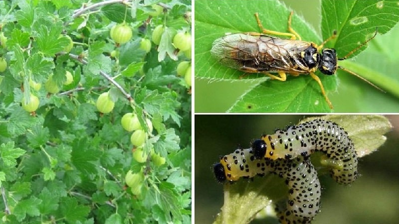 Mengapa daun gooseberry gugur dan cara menanganinya