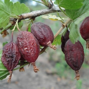 Penyakit gooseberry dan rawatannya