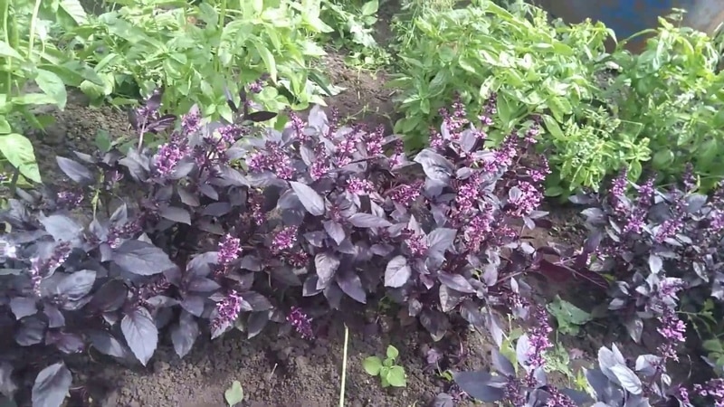 Szybko rosnąca odmiana bazylii Rosie o doskonałym smaku i aromacie.