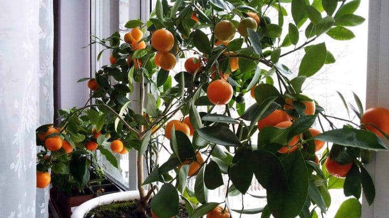 Els millors fertilitzants per a un arbre de mandarina a casa