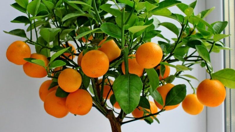 Los mejores fertilizantes para un árbol de mandarina en casa.