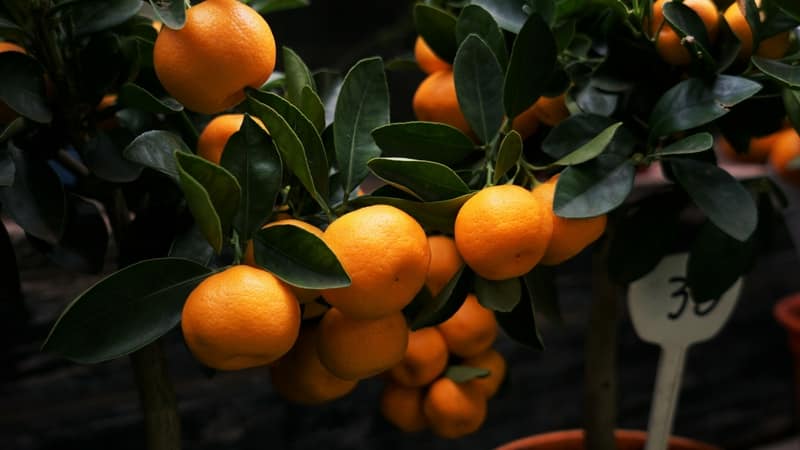 Los mejores fertilizantes para un árbol de mandarina en casa.