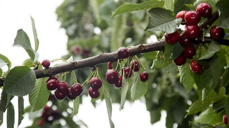 La varietat de cirera Iput, adorada per molts jardiners