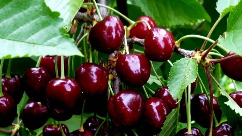 A variedade de cereja Iput, adorada por muitos jardineiros